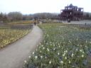 備北丘陵公園の花のひろばの写真